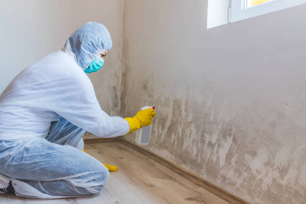 Licensed Mold Remediation service in Wood Dale, IL - WQB Mold Removal